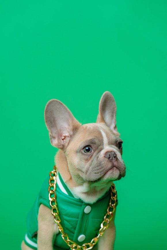 What was the first dog on Earth? 관련 이미지 1