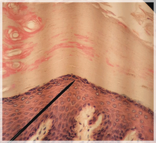 Dermatology Clinic Near Sinchon Station: Care Standards to Check Before Side Effects image 5