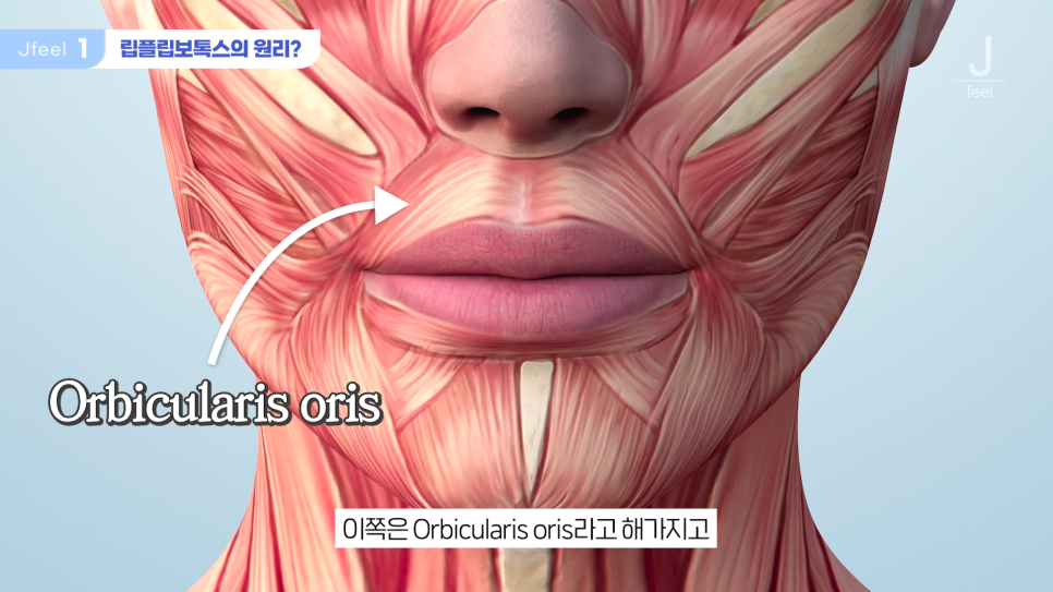신촌역 피부과 추천 립플립 입술보톡스, 눈썹거상 보톡스 관련 이미지 4