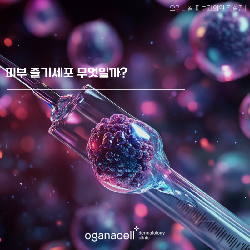 피부 줄기세포 무엇일까? 관련 이미지 1