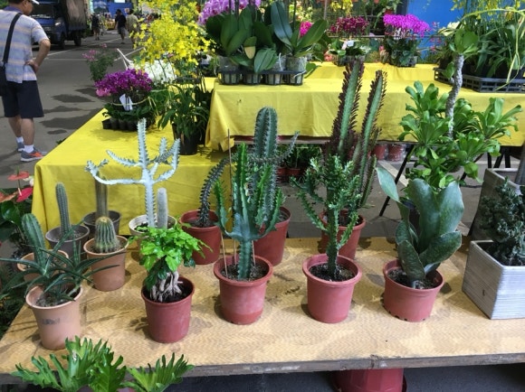 [타이베이] 지앤궈 주말마켓 - 옥시장,꽃시장,공예품시장 - 주말 아침 산책 코스 관련 이미지 9