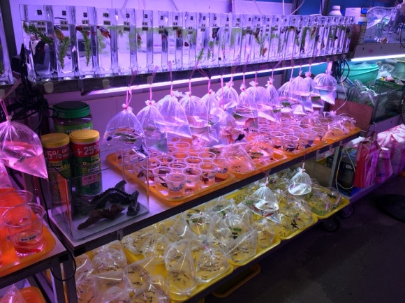 [타이베이] 지앤궈 주말마켓 - 옥시장,꽃시장,공예품시장 - 주말 아침 산책 코스 관련 이미지 12