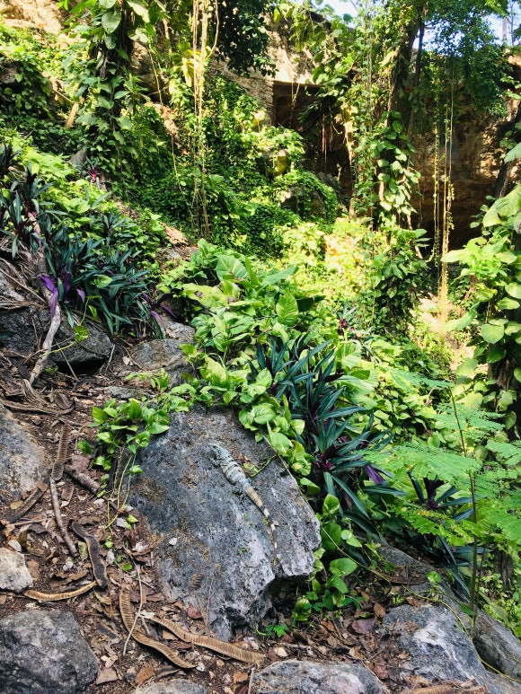 호텔 엑스카렛 멕시코 [투어편] - Xenotes (유카탄 반도의 싱크홀, 쎄노테 투어! 관련 이미지 1