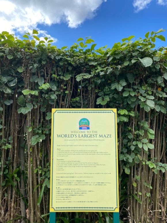 [오아후] 파인애플농장 - 사진이 예쁘게 나오는 색감 맛집 (돌 플랜테이션) 관련 이미지 5