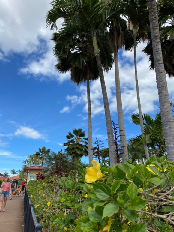 [오아후] 파인애플농장 - 사진이 예쁘게 나오는 색감 맛집 (돌 플랜테이션) 관련 이미지 9