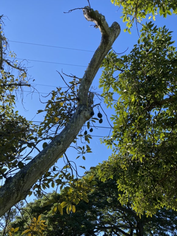 [빅아일랜드] 그린웰팜스 - 땅에서 식탁까지, 커피 라이프를 배우는 커피 농장 관련 이미지 5