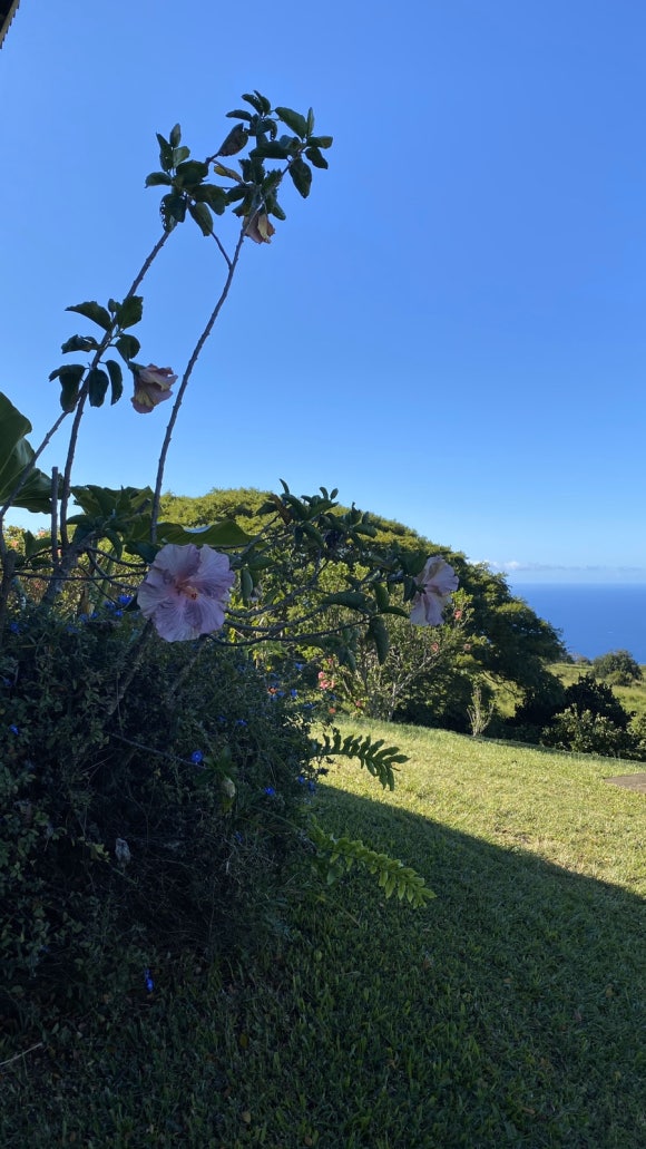 [빅아일랜드] 그린웰팜스 - 땅에서 식탁까지, 커피 라이프를 배우는 커피 농장 관련 이미지 7