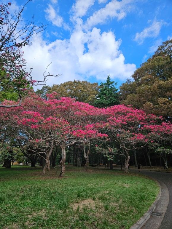 [시부야] 9월에도 꽃이 피는 요요기 공원 (도쿄의 센트럴파크, 애견 동반 달리기 코스, 버드 생츄어리) 관련 이미지 9