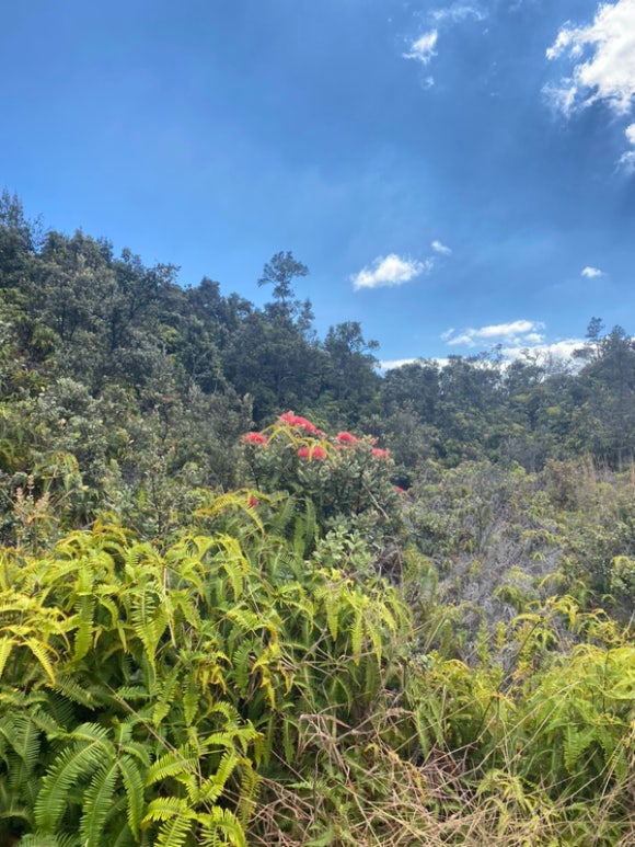 [빅아일랜드] 하와이 화산 국립공원 - 살아있는 화산을 보러 가자 (Hawai 관련 이미지 1