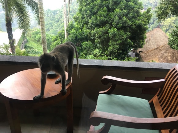 [발리,우붓] 알릴라우붓 - 원숭이랑 정글이랑 책이랑♡ (Alila Ubud) 관련 이미지 30