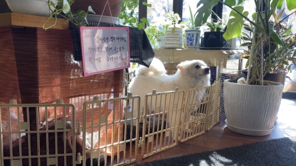 [신촌] 뉴욕비앤씨 - 코로나 2단계 매장이용가능해요 - 아늑한 분위기와 귀여운 강아지가 반겨주는 브런치카페입니다!♡ 관련 이미지 3