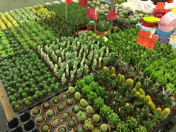 [타이베이] 지앤궈 주말마켓 - 옥시장,꽃시장,공예품시장 - 주말 아침 산책 코스 관련 이미지 8