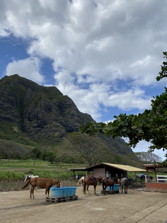 [오아후] 쿠알로아 랜치 UTV 투어 대만족&hearts; 관련 이미지 15