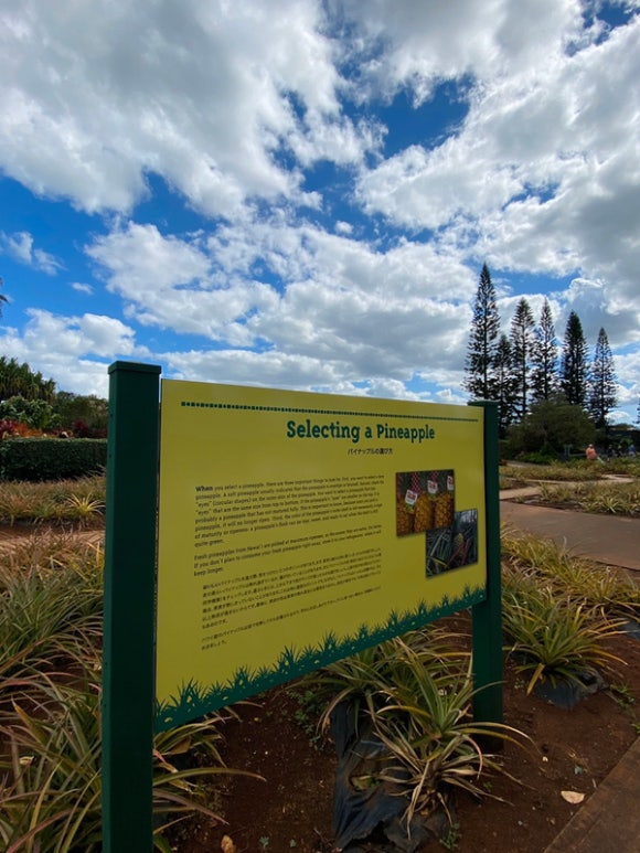 [오아후] 파인애플농장 - 사진이 예쁘게 나오는 색감 맛집 (돌 플랜테이션) 관련 이미지 2