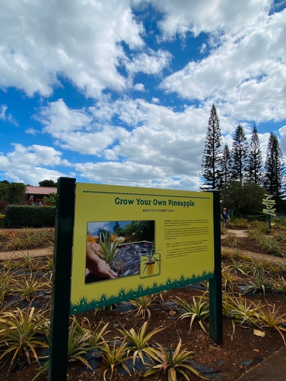 [오아후] 파인애플농장 - 사진이 예쁘게 나오는 색감 맛집 (돌 플랜테이션) 관련 이미지 3