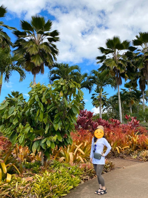 [오아후] 파인애플농장 - 사진이 예쁘게 나오는 색감 맛집 (돌 플랜테이션) 관련 이미지 7