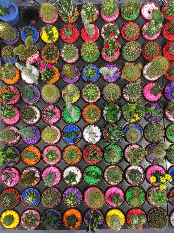 [타이베이] 지앤궈 주말마켓 - 옥시장,꽃시장,공예품시장 - 주말 아침 산책 코스 관련 이미지 11