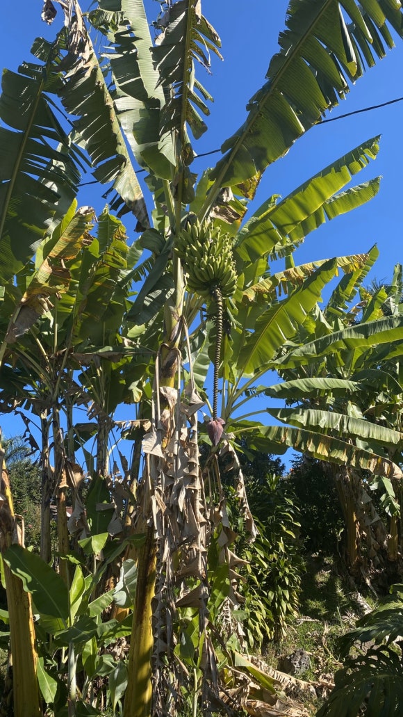 [빅아일랜드] 그린웰팜스 - 땅에서 식탁까지, 커피 라이프를 배우는 커피 농장 관련 이미지 12