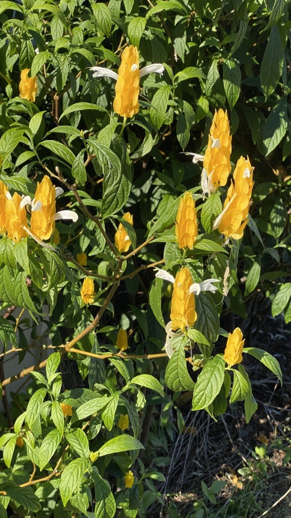 [빅아일랜드] 대표 커피농장 도토루 커피 (마우카 메도우즈 커피 팜) 관련 이미지 19