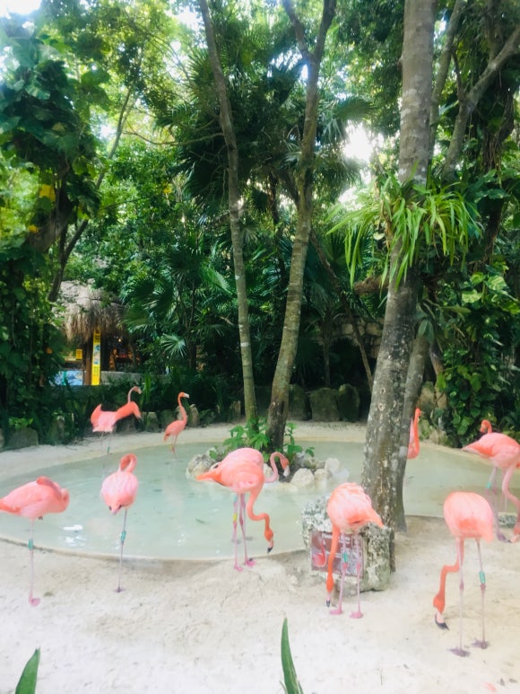 호텔 엑스카렛 멕시코 [테마파크편] - Xcaret park (멕시코 전통 공연, 민속촌, 동물원이 모두 있는 종합선물셋트) 관련 이미지 3