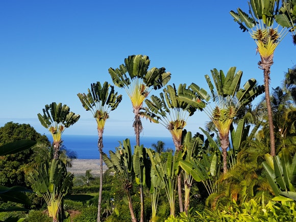 [빅아일랜드] 대표 커피농장 도토루 커피 (마우카 메도우즈 커피 팜) 관련 이미지 4