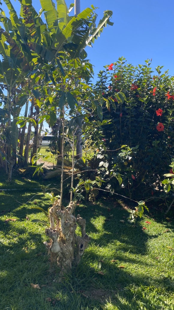 [빅아일랜드] 그린웰팜스 - 땅에서 식탁까지, 커피 라이프를 배우는 커피 농장 관련 이미지 14