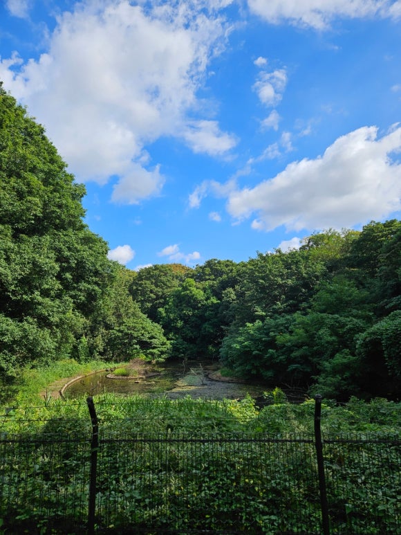 [시부야] 9월에도 꽃이 피는 요요기 공원 (도쿄의 센트럴파크, 애견 동반 달리기 코스, 버드 생츄어리) 관련 이미지 10