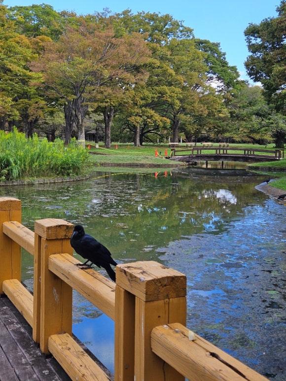 [시부야] 9월에도 꽃이 피는 요요기 공원 (도쿄의 센트럴파크, 애견 동반 달리기 코스, 버드 생츄어리) 관련 이미지 7