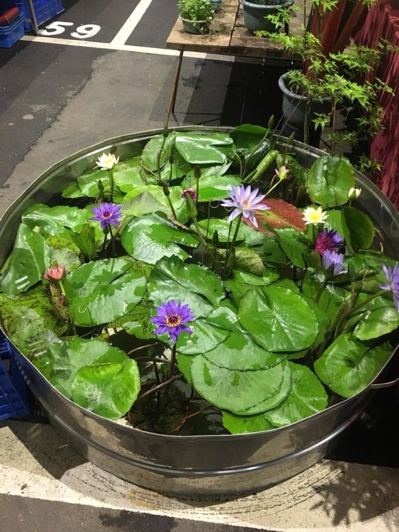 [타이베이] 지앤궈 주말마켓 - 옥시장,꽃시장,공예품시장 - 주말 아침 산책 코스 관련 이미지 7