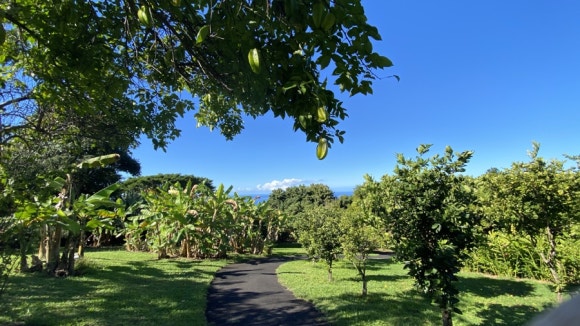 [빅아일랜드] 대표 커피농장 도토루 커피 (마우카 메도우즈 커피 팜) 관련 이미지 10