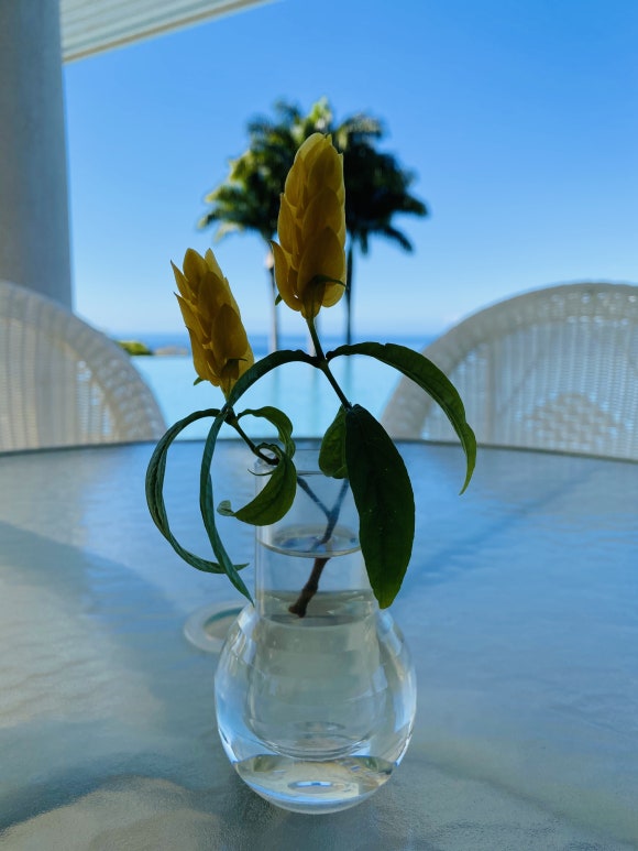 [빅아일랜드] 대표 커피농장 도토루 커피 (마우카 메도우즈 커피 팜) 관련 이미지 17