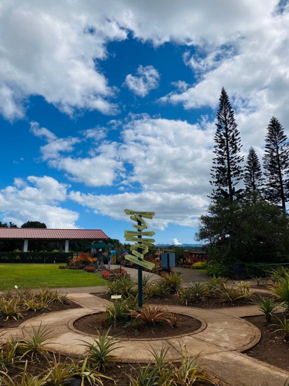 [오아후] 파인애플농장 - 사진이 예쁘게 나오는 색감 맛집 (돌 플랜테이션) 관련 이미지 8