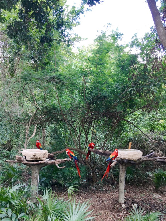 호텔 엑스카렛 멕시코 - 자연친화적이면서 환상적인 칸쿤의 올인클루시브 호텔! (로비 / 포토스팟 feat.만능팔찌) 관련 이미지 18