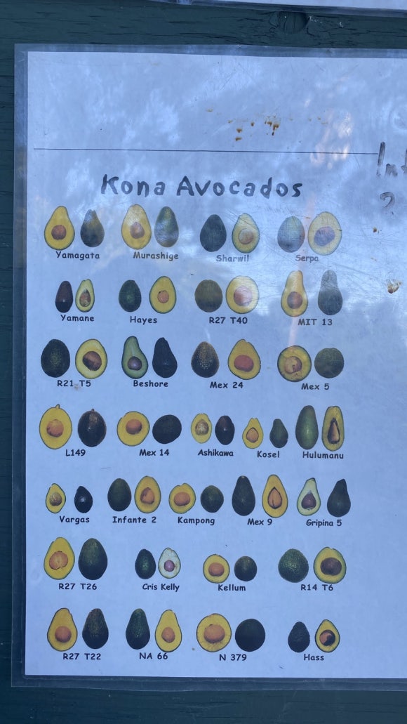 [빅아일랜드] 그린웰팜스 - 땅에서 식탁까지, 커피 라이프를 배우는 커피 농장 관련 이미지 6