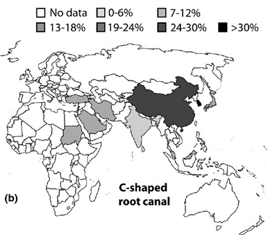 [신경치료] 아래 어금니를 신경치료 할 때 치료할 때 알아야 할 것 (C형근관,고난이도치료) 관련 이미지 7
