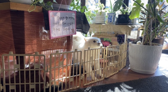 [신촌] 뉴욕비앤씨 - 코로나 2단계 매장이용가능해요 - 아늑한 분위기와 귀여운 강아지가 반겨주는 브런치카페입니다!♡ 관련 이미지 4