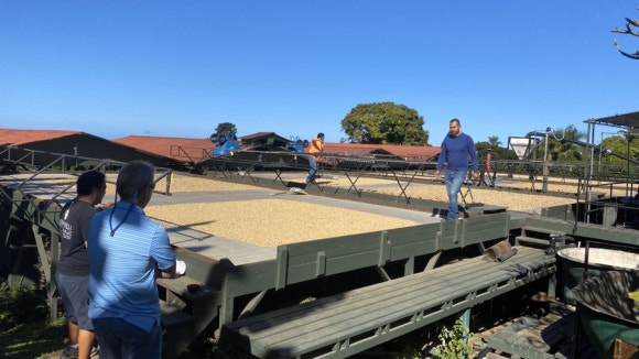 [빅아일랜드] 그린웰팜스 - 땅에서 식탁까지, 커피 라이프를 배우는 커피 농장 관련 이미지 13