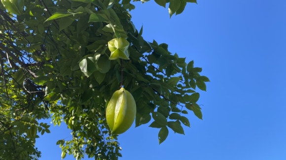 [빅아일랜드] 대표 커피농장 도토루 커피 (마우카 메도우즈 커피 팜) 관련 이미지 11