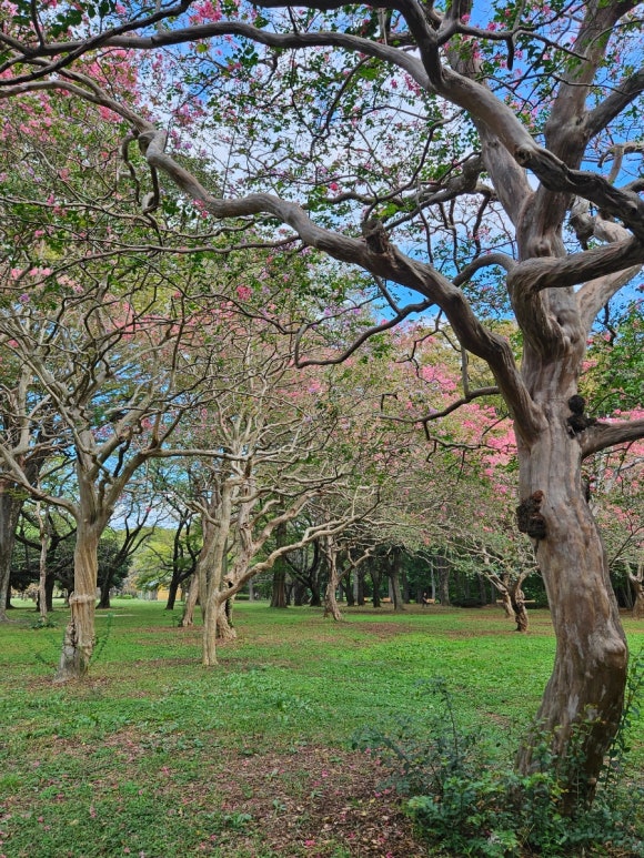 [시부야] 9월에도 꽃이 피는 요요기 공원 (도쿄의 센트럴파크, 애견 동반 달리기 코스, 버드 생츄어리) 관련 이미지 8