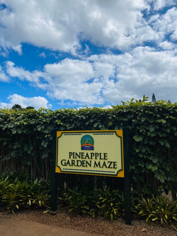 [오아후] 파인애플농장 - 사진이 예쁘게 나오는 색감 맛집 (돌 플랜테이션) 관련 이미지 4