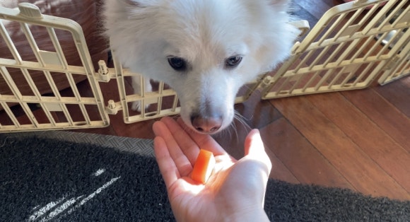 [신촌] 뉴욕비앤씨 - 코로나 2단계 매장이용가능해요 - 아늑한 분위기와 귀여운 강아지가 반겨주는 브런치카페입니다!♡ 관련 이미지 20