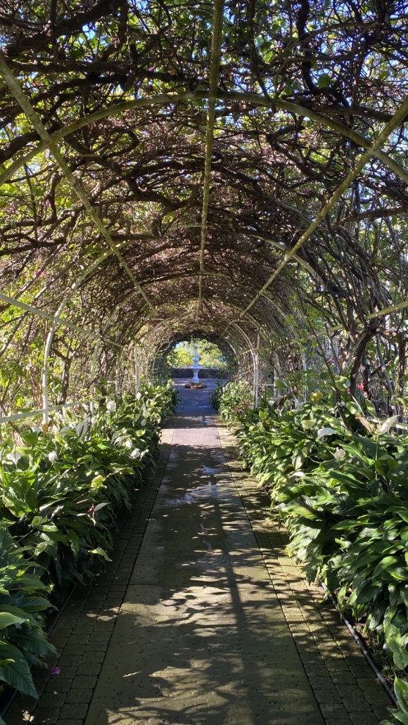 [빅아일랜드] 대표 커피농장 도토루 커피 (마우카 메도우즈 커피 팜) 관련 이미지 6