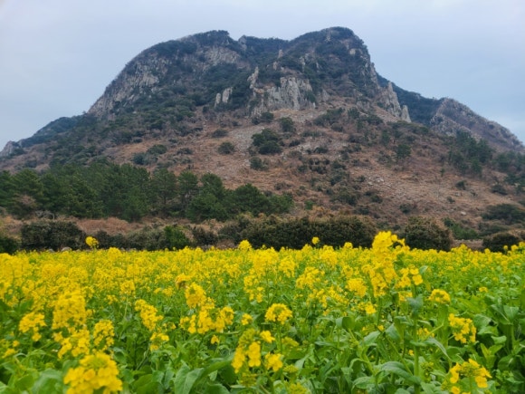 제주 산방산 유채꽃밭 - 예쁜 사진은 여기서 :) 관련 이미지 3