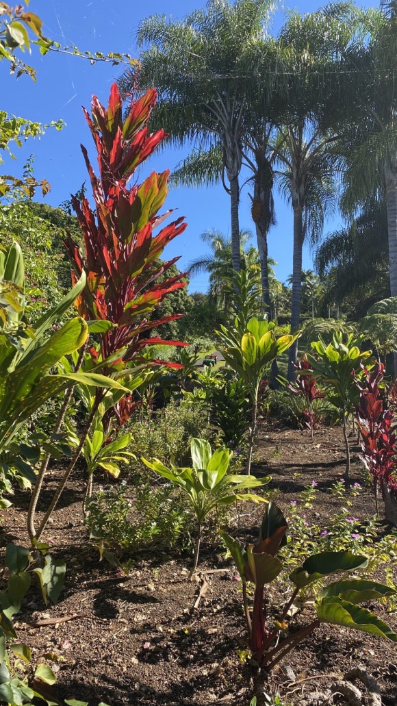 [빅아일랜드] 대표 커피농장 도토루 커피 (마우카 메도우즈 커피 팜) 관련 이미지 7