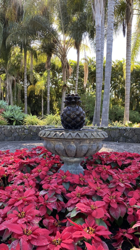 [빅아일랜드] 대표 커피농장 도토루 커피 (마우카 메도우즈 커피 팜) 관련 이미지 5