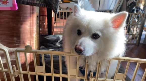 [신촌] 뉴욕비앤씨 - 코로나 2단계 매장이용가능해요 - 아늑한 분위기와 귀여운 강아지가 반겨주는 브런치카페입니다!♡ 관련 이미지 19