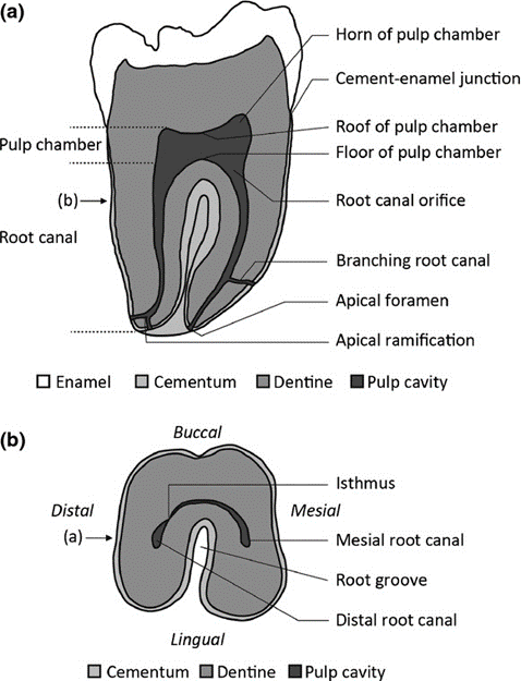 [신경치료] 아래 어금니를 신경치료 할 때 치료할 때 알아야 할 것 (C형근관,고난이도치료) 관련 이미지 4