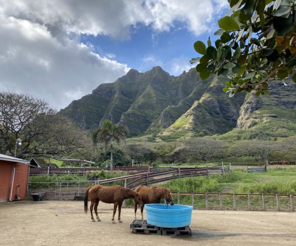 [오아후] 쿠알로아 랜치 UTV 투어 대만족&hearts; 관련 이미지 17