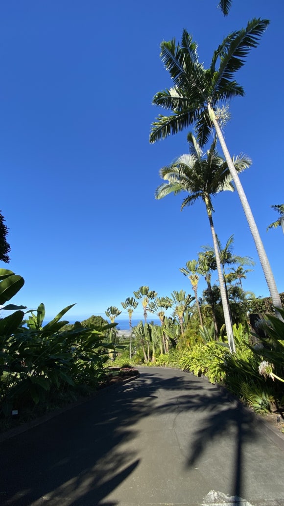 [빅아일랜드] 대표 커피농장 도토루 커피 (마우카 메도우즈 커피 팜) 관련 이미지 3