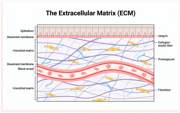 Dangsan Station Dermatology Clinic: Are the Effects Described in Cellrdm Skin Booster Reviews Really True? image 3